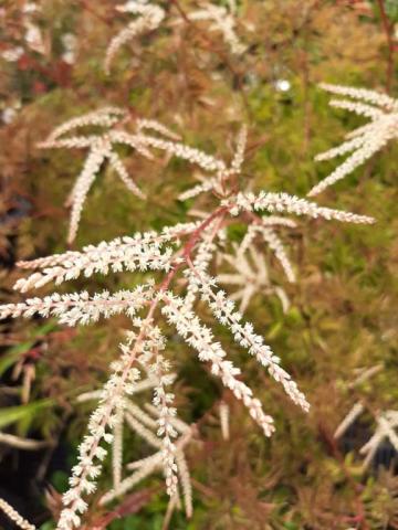 Aruncus dioicus 'Kneiffii'