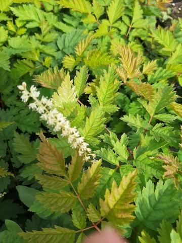 Aruncus hybride 'Misty Lace'