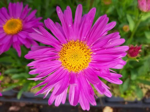 Aster alpinus 'Happy End'