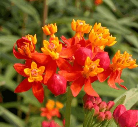 Asclepias tuberosa