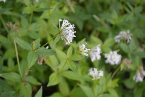 Asperula taurina