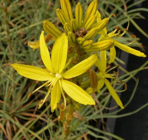 Asphodeline lutea