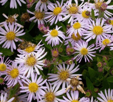 Aster ageratoïdes 'Asran'