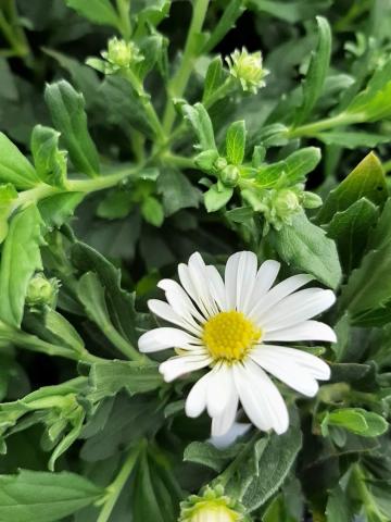 Aster ageratoïdes 'Ashvi'