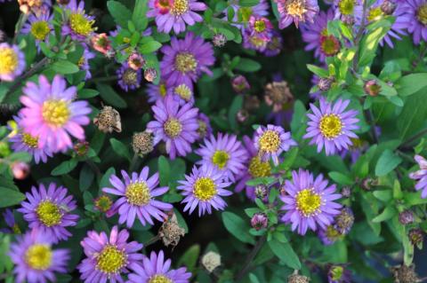 Aster ageratoïdes 'Ezo Murazaki'