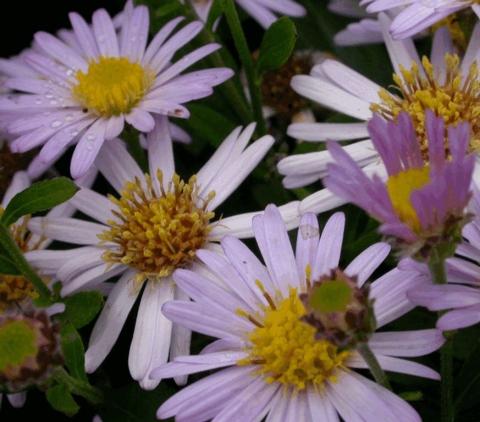 Aster ageratoïdes 'Stardust'