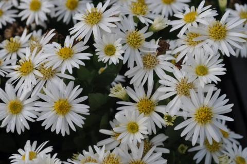 Aster ageratoïdes 'Starshine' ®