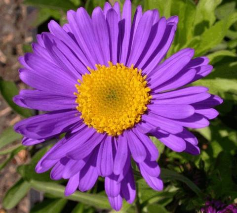 Aster alpinus 'Dunkle Schöne'