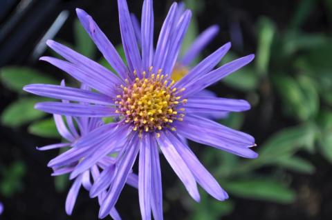 Aster amellus 'Blue King'