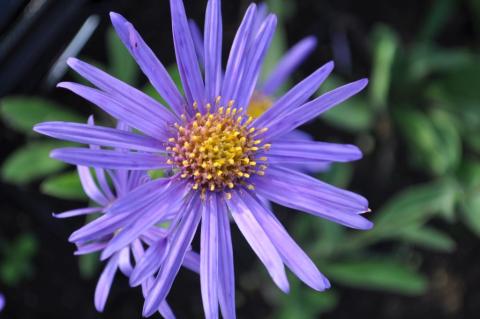 Aster amellus 'Blue King'