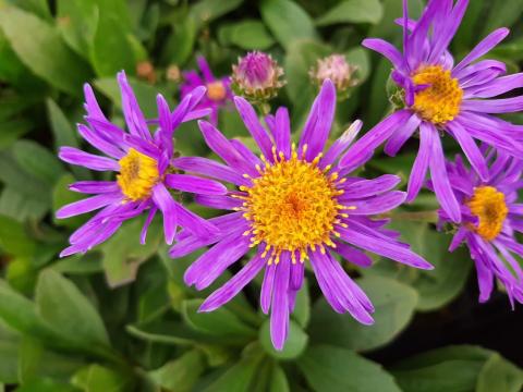 Aster amellus 'Gründer'