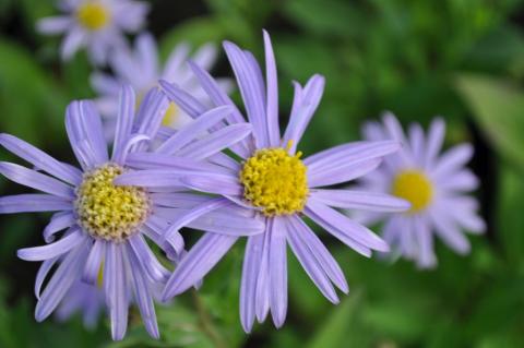 Aster amellus 'Dr.Otto Petschek'