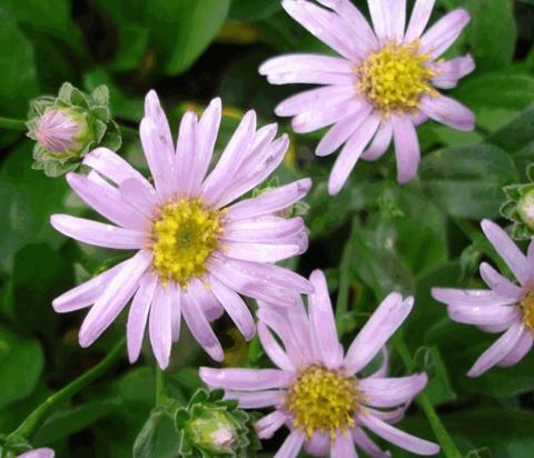 Aster amellus 'Pink Zenith'