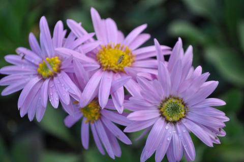 Aster amellus 'Rosa Erfüllung'