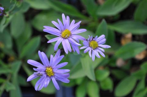 Aster amellus 'Rudolf Goethe'