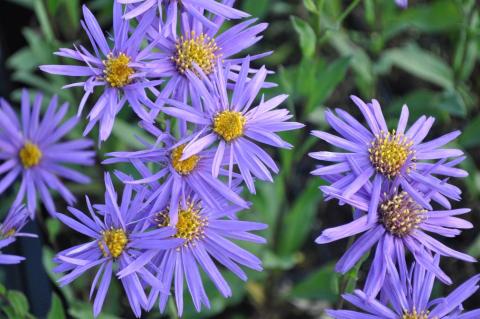 Aster amellus 'Sonora'