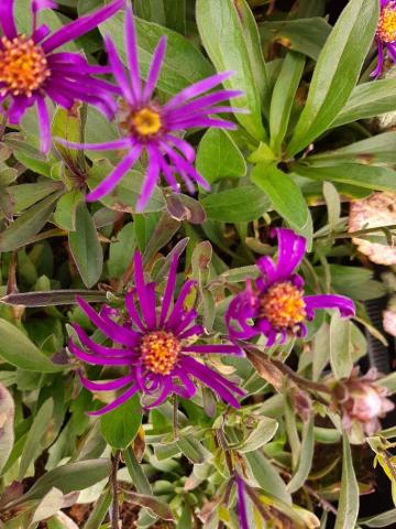 Aster amellus 'Veilchenkönigin