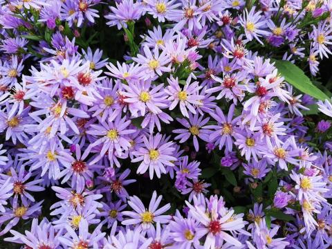 Aster cordifolius 'Blue Heaven'