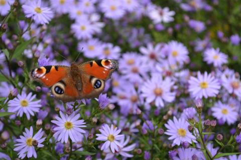 Aster cordifolius 'Little Carlow'