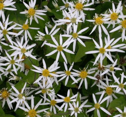 Aster divaricatus