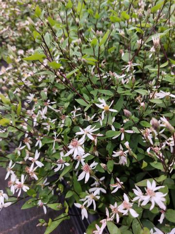 Aster divaricatus 'Beth Chatto'