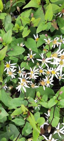 Aster divaricatus 'Tradescant'