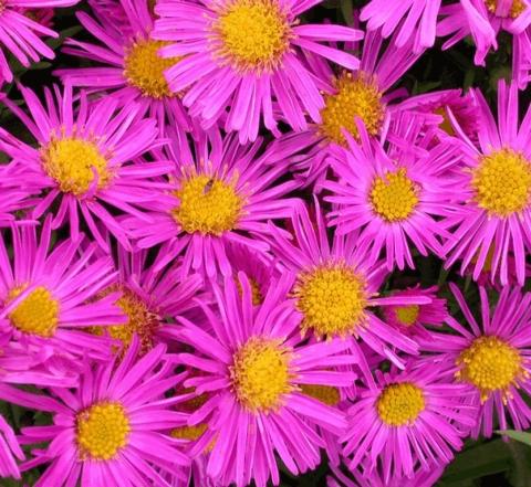 Aster dumosus 'Alice Haslam'