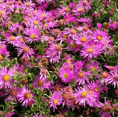 Aster dumosus 'Anneke'