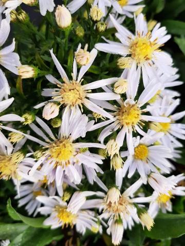 Aster dumosus 'Apollo'