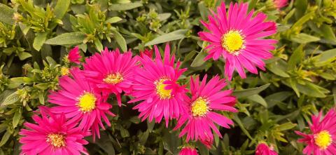 Aster dumosus 'Bahamas'