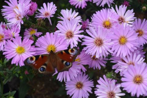 Aster dumosus 'Herbstgruss vom Bresserhof'