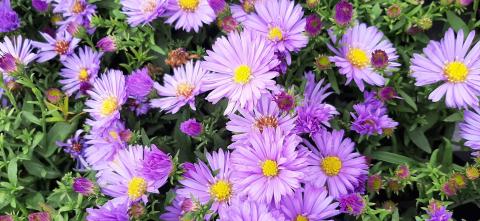 Aster dumosus 'Herbstpürzel'