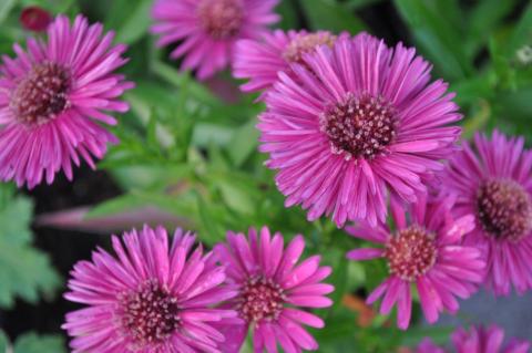 Aster dumosus 'Jenny'