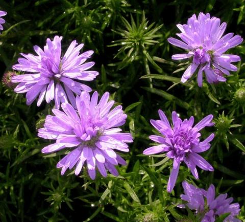 Aster dumosus 'Lady in Blue'