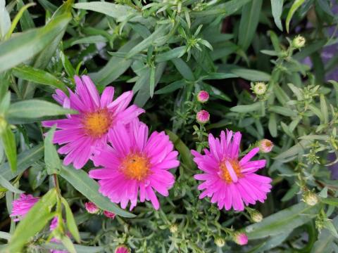 Aster dumosus 'Peter Harrison'