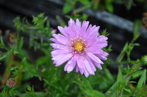 Aster dumosus 'Rosenwichtel'