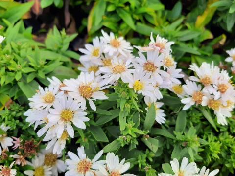 Aster dumosus 'Schneekissen'