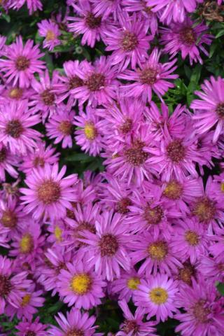 Aster dumosus 'Starlight'