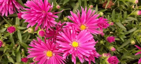 Aster dumosus 'Tonga'