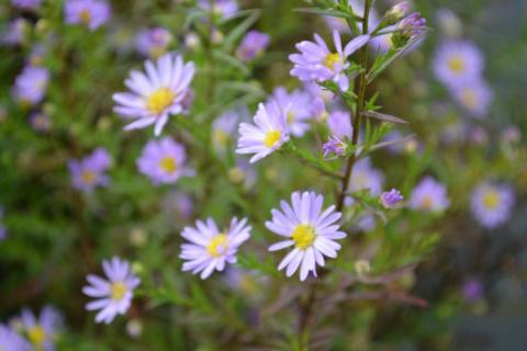 Aster ericoïdes 'Blue Wonder'