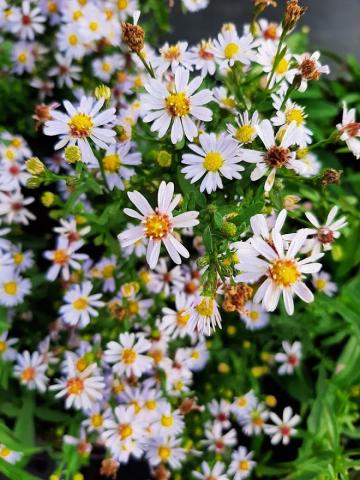 Aster ericoïdes 'Erlkönig'