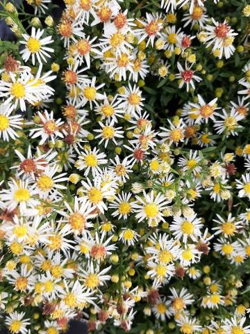 Aster ericoïdes 'Golden Spray'