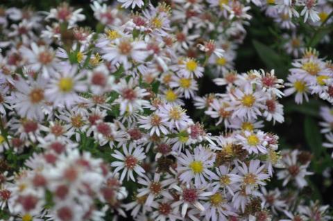 Aster ericoïdes 'Pink Cloud'