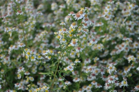 Aster ericoïdes 'Weisser Zwerg'