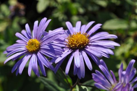 Aster frikartii 'Jungfrau'