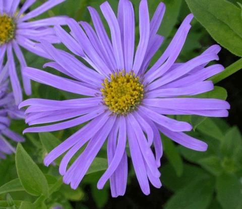 Aster frikartii 'Mönch'