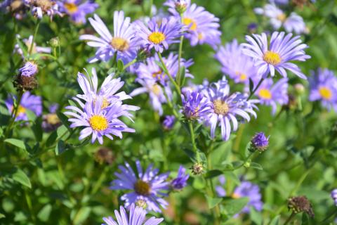 Aster frikartii 'Mönch'