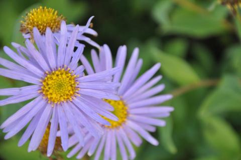 Aster frikartii 'Wunder von Stäfa'