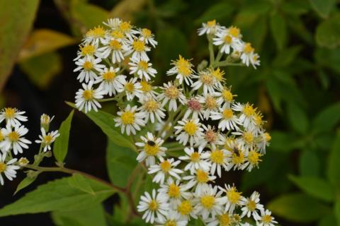 Aster glehnii 'Agleni'