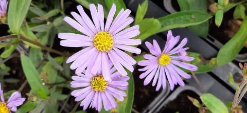 Aster hybride 'Barts Blue Beauty' PBR